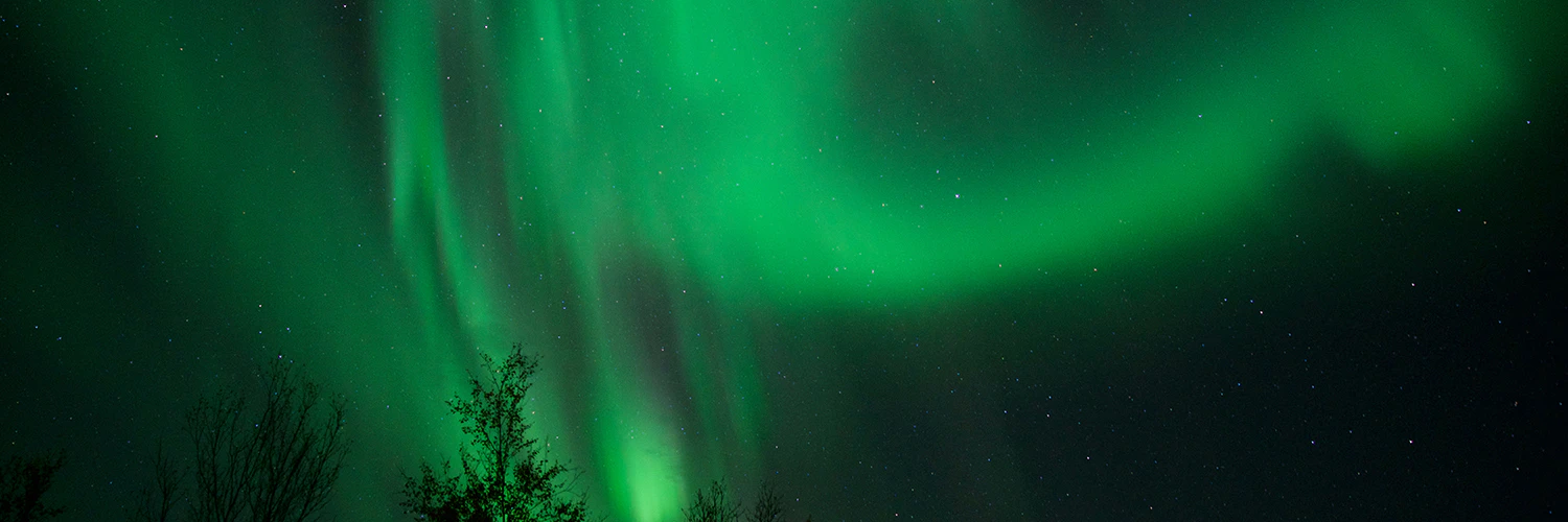 Norrsken över trädtoppar